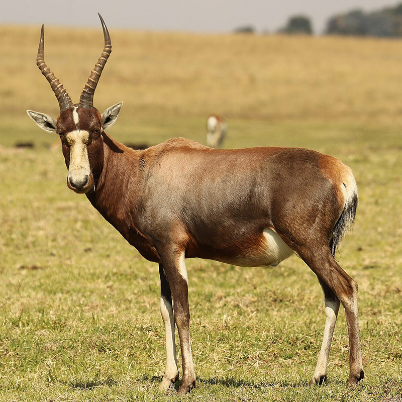 Blesbok