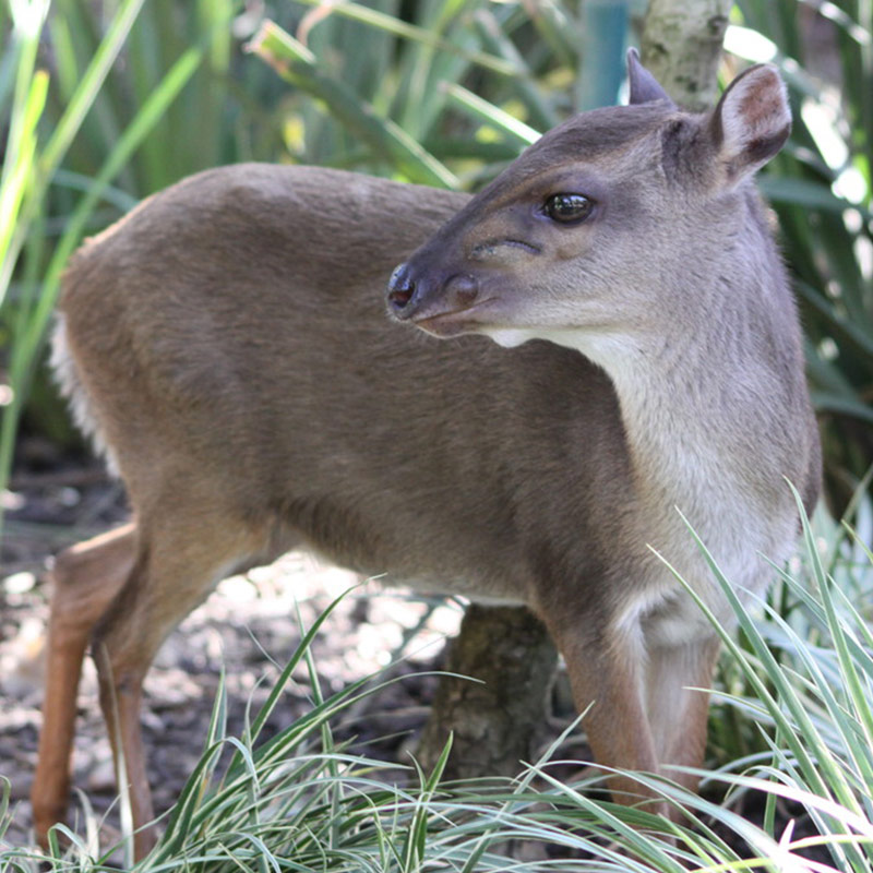 Blue-Duiker