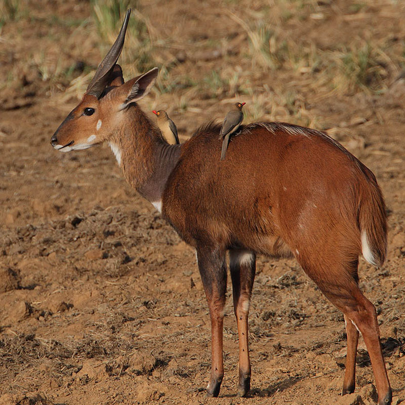 Bushbuck