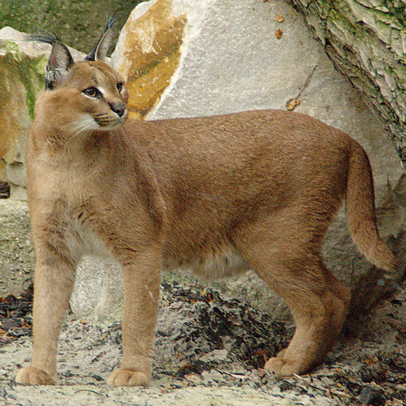 Caracal-(Lynx)