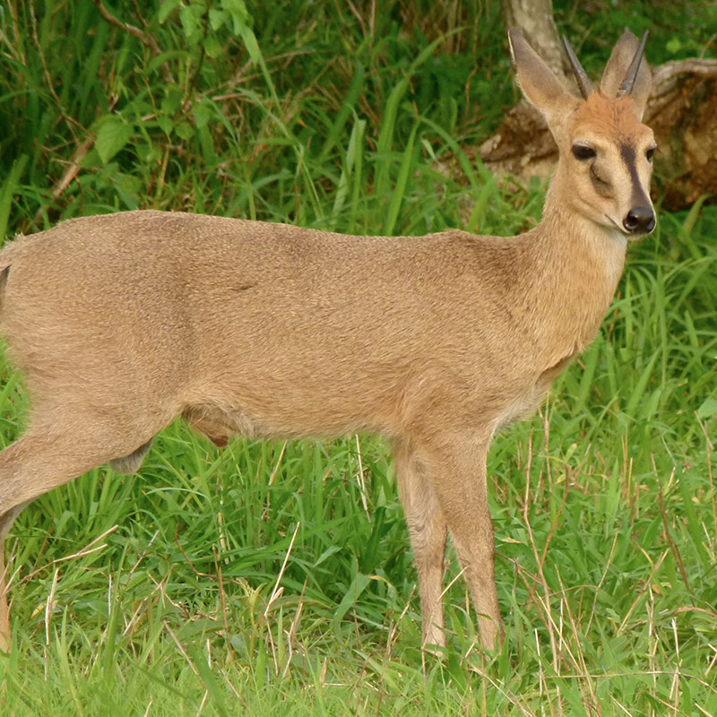 Duiker-grey