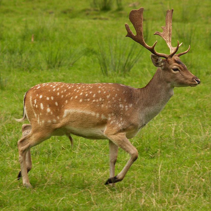 Fallow-Deer