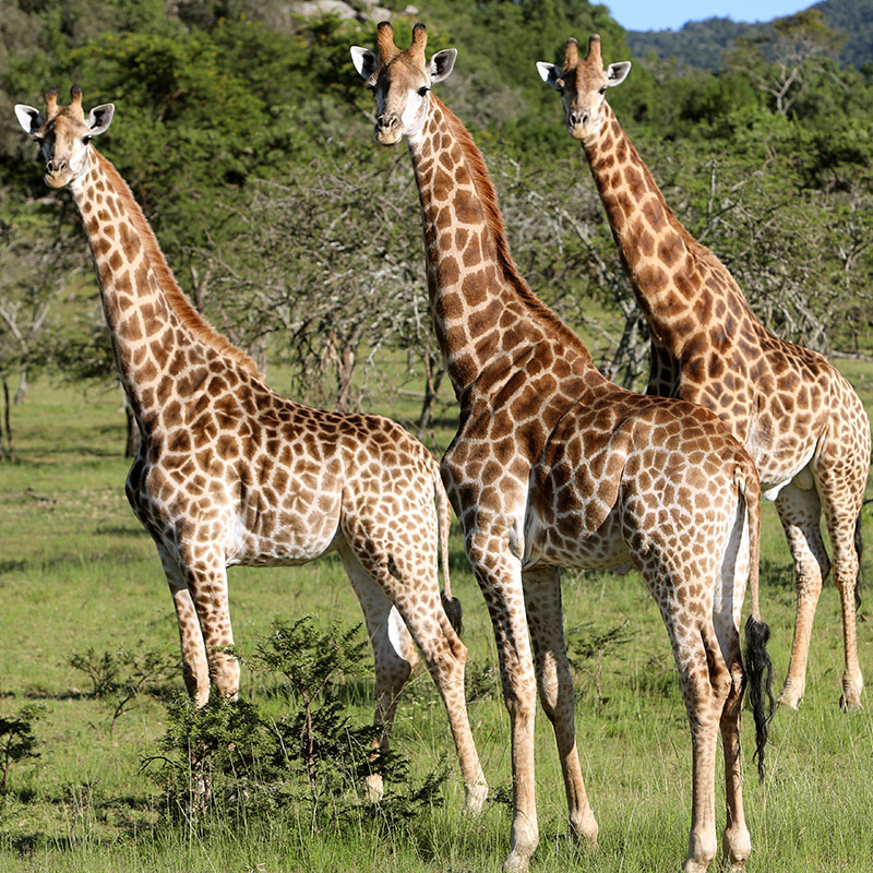Giraffe