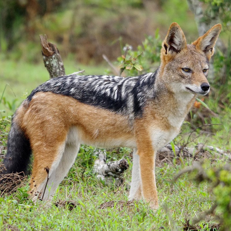 Jackal