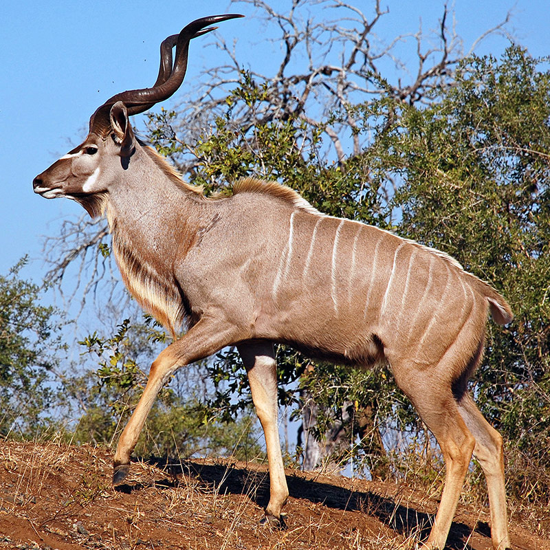 Kudu