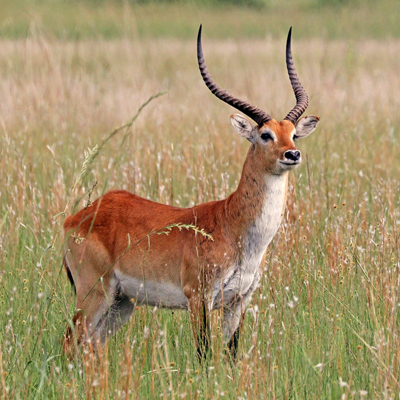 Lechwe