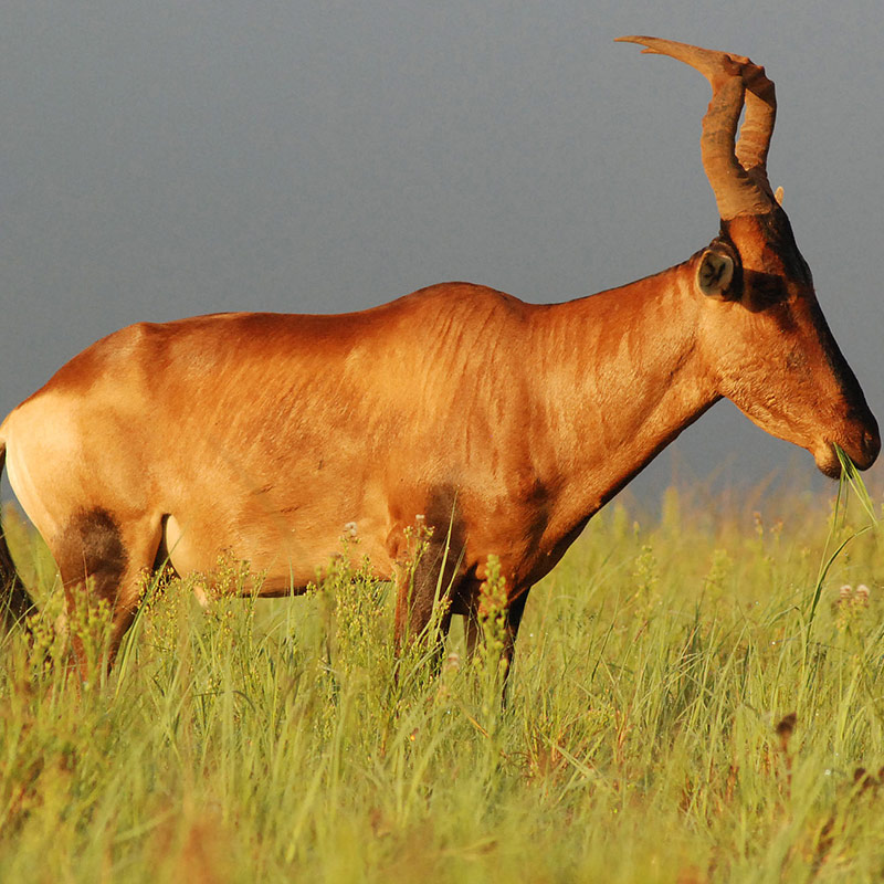 Red-Hartebeest