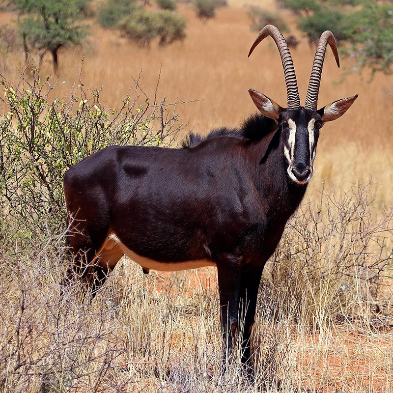 Sable