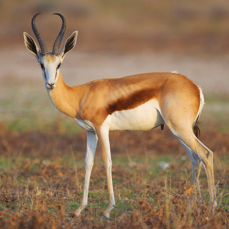 Springbuck