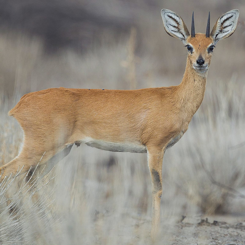 Steenbuck