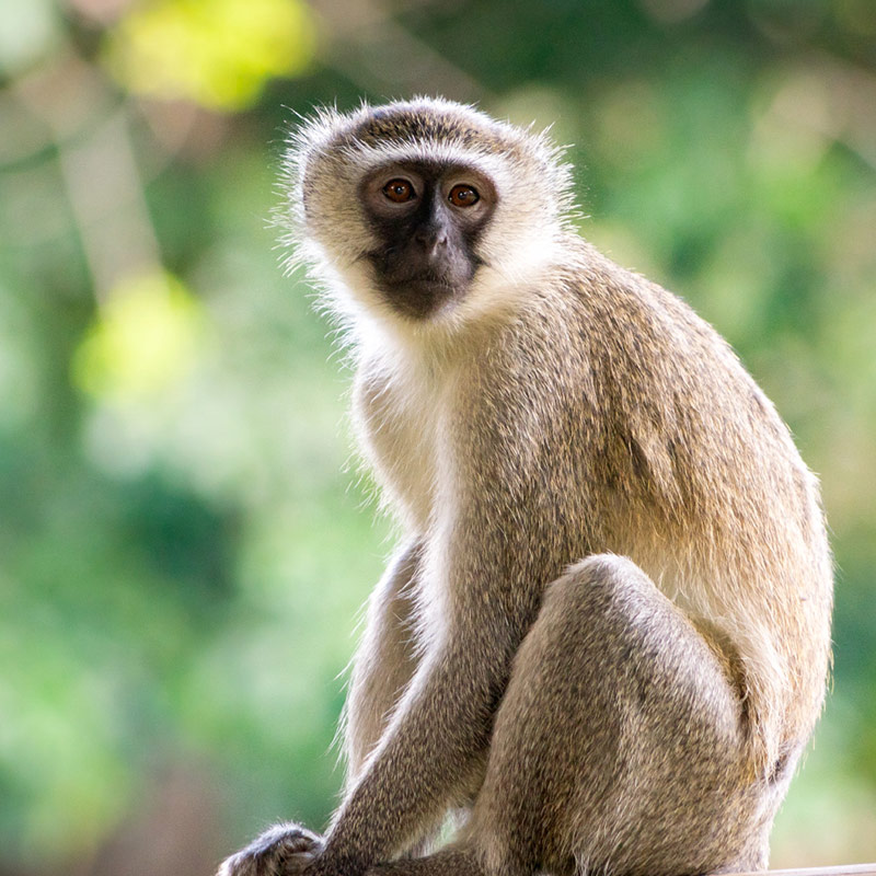 Vervet-Monkey