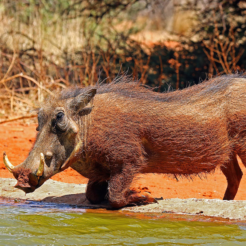 Warthog