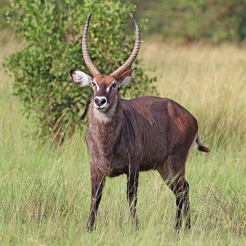 Waterbuck