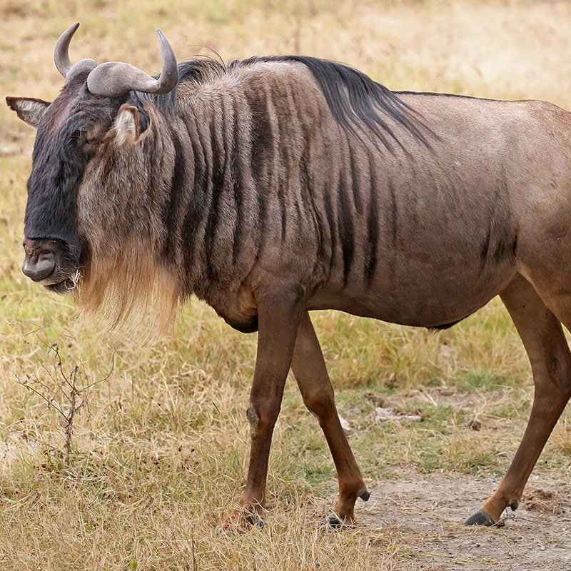 Wildebeest-blue