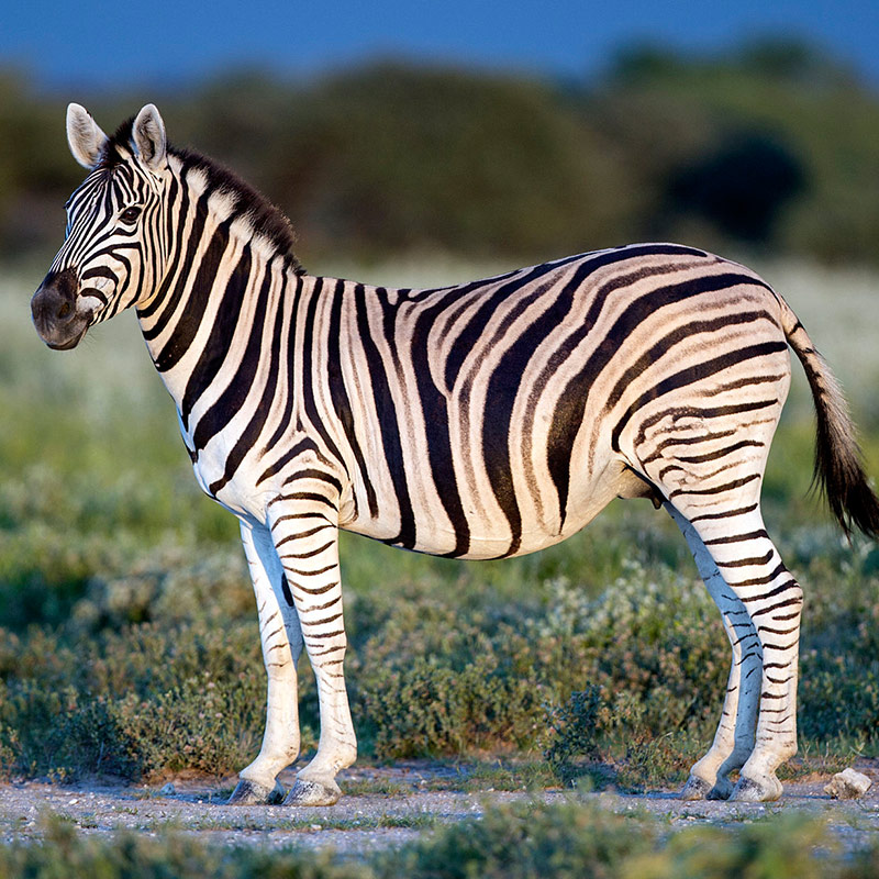 Zebra-Burchell's