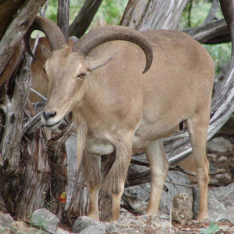Barbary-Sheep