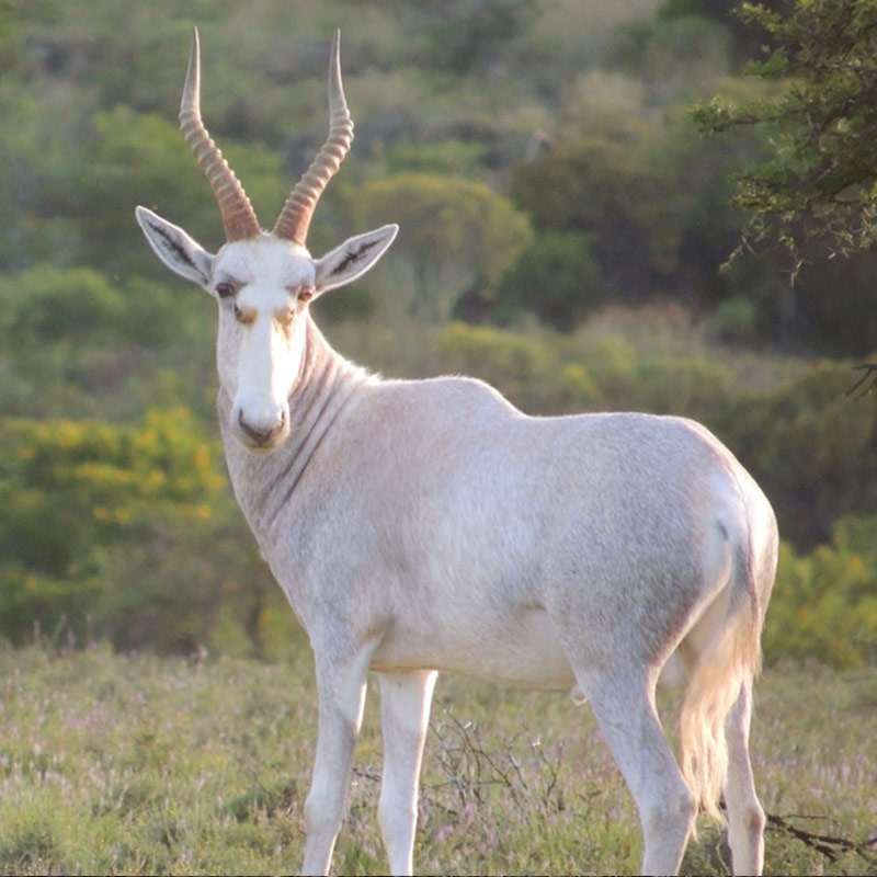Blesbok-white