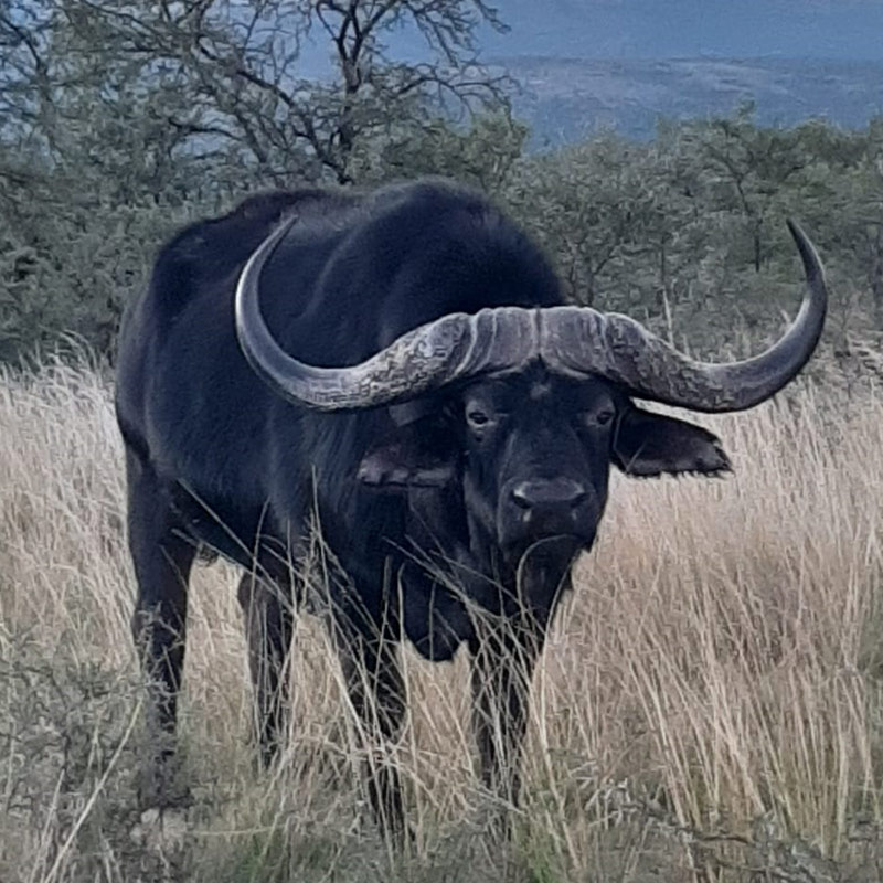 Buffalo