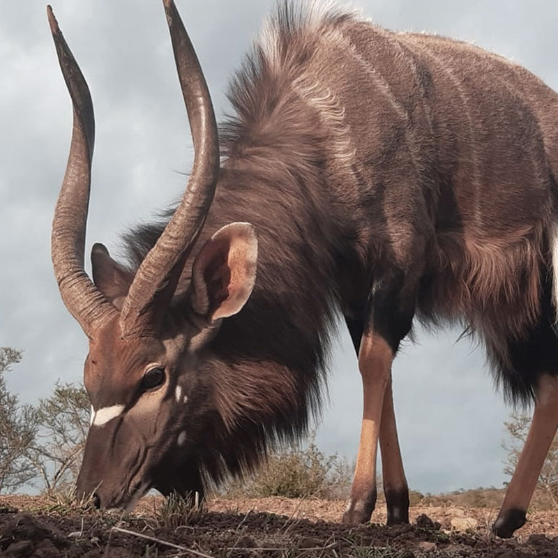 Nyala